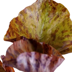 Tropica Akvarieplanter Tropica Alvarieplante i potte Nymphaea lotus zenkeri