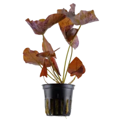 Tropica Akvarieplanter Tropica Alvarieplante i potte Nymphaea lotus zenkeri
