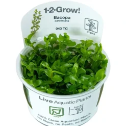 Tropica Akvarieplanter Tropica Bacopa caroliniana 1-2-GROW