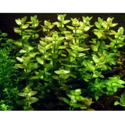 Tropica Akvarieplanter Tropica Bacopa caroliniana 1-2-GROW