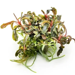 Tropica Akvarieplanter Tropica Bucephalandra Kedagang 1-2-Grow