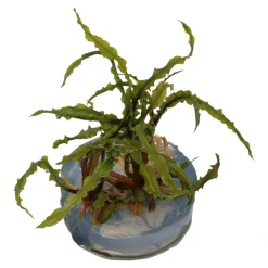 Tropica Akvarieplanter Tropica Cryptocoryne Crispatula 1-2-GROW