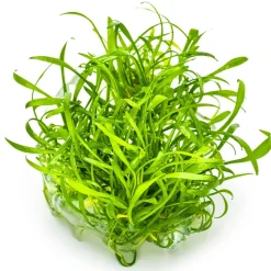 Tropica Akvarieplanter Tropica Cryptocoryne parva 1-2-GROW