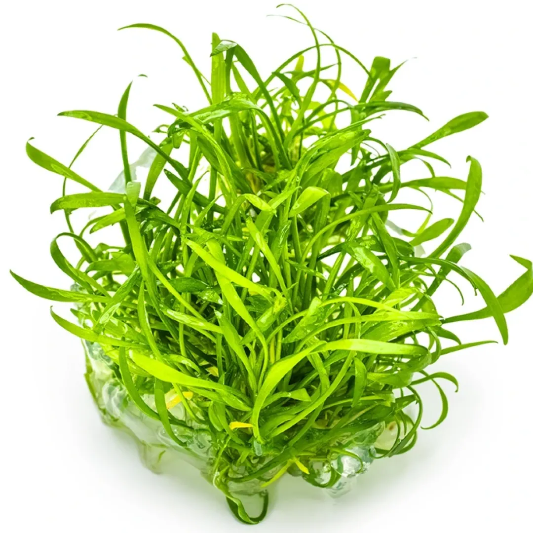 Tropica Akvarieplanter Tropica Cryptocoryne parva 1-2-GROW