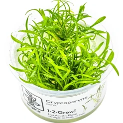 Tropica Akvarieplanter Tropica Cryptocoryne parva 1-2-GROW