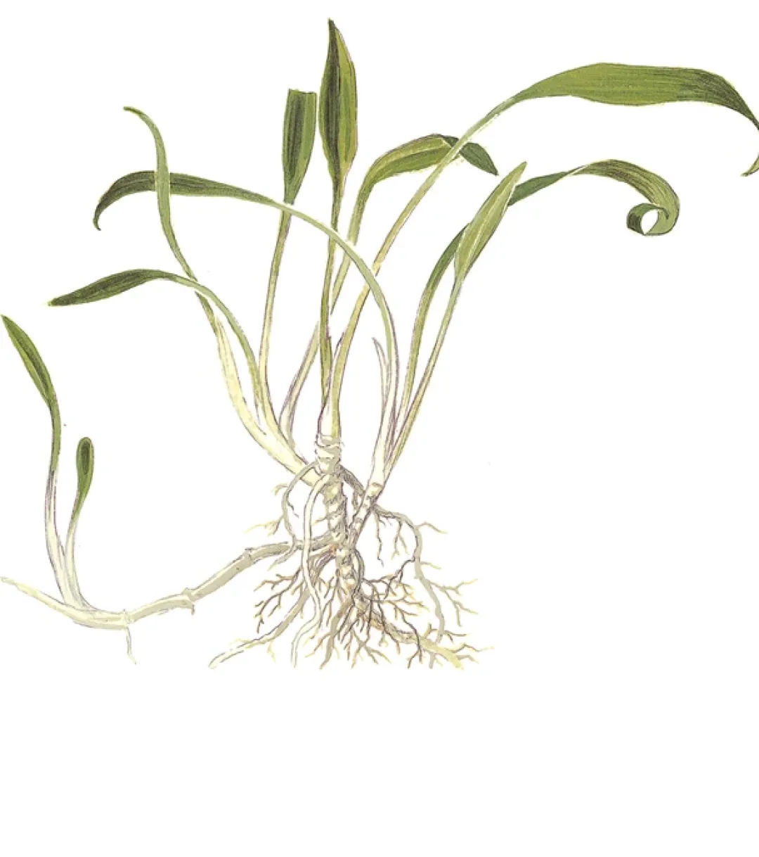 Tropica Akvarieplanter Tropica Cryptocoryne parva 1-2-GROW