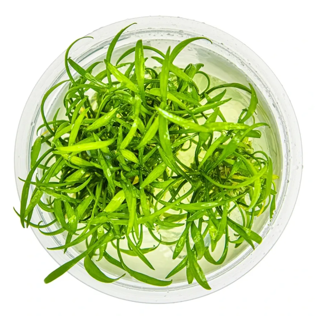 Tropica Akvarieplanter Tropica Cryptocoryne parva 1-2-GROW