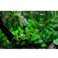 Tropica Akvarieplanter Tropica Cryptocoryne Wendtii Green 1-2-GROW