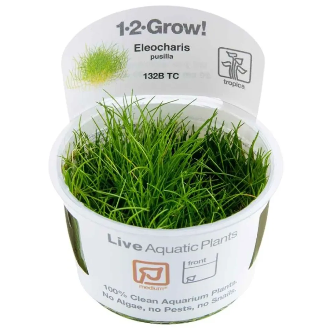Tropica Akvarieplanter Tropica Eleocharis acicularis Mini 1-2-GROW x 3