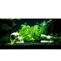 Tropica Akvarieplanter Tropica Helanthium Quadricostatus 1-2-GROW