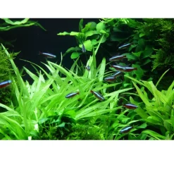 Tropica Akvarieplanter Tropica Helanthium Quadricostatus 1-2-GROW