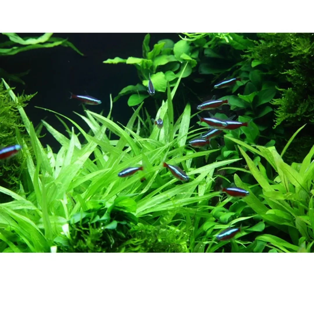 Tropica Akvarieplanter Tropica Helanthium Quadricostatus 1-2-GROW