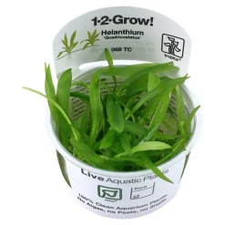 Tropica Akvarieplanter Tropica Helanthium Quadricostatus 1-2-GROW