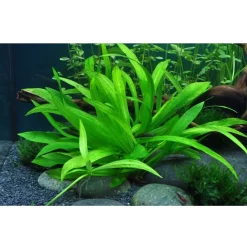 Tropica Akvarieplanter Tropica Helanthium Quadricostatus 1-2-GROW