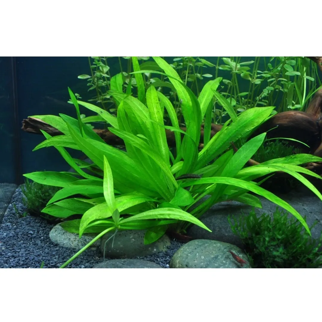 Tropica Akvarieplanter Tropica Helanthium Quadricostatus 1-2-GROW