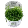 Tropica Akvarieplanter Tropica Helanthium tenellum Green 1-2-GROW