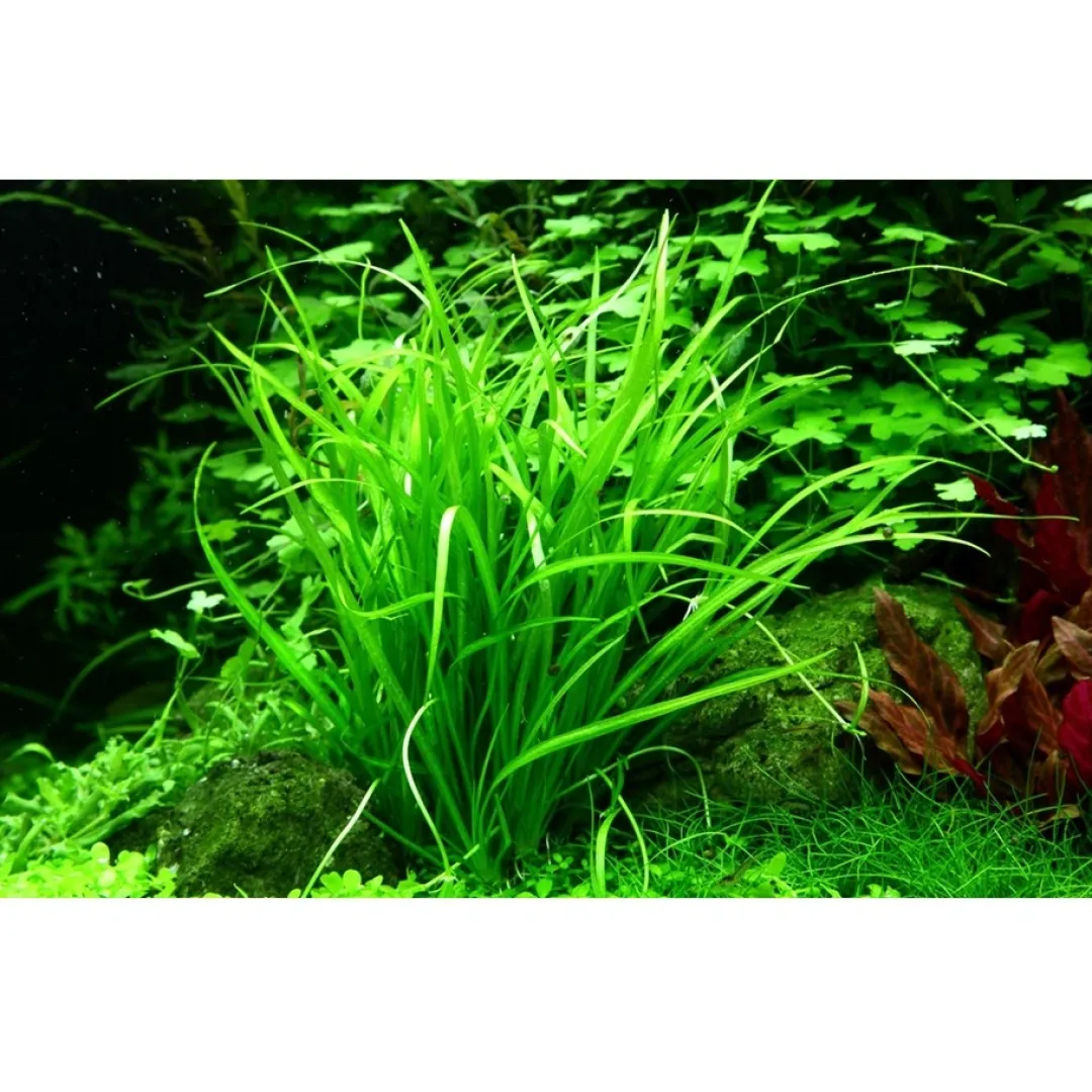 Tropica Akvarieplanter Tropica Helanthium tenellum Green 1-2-GROW