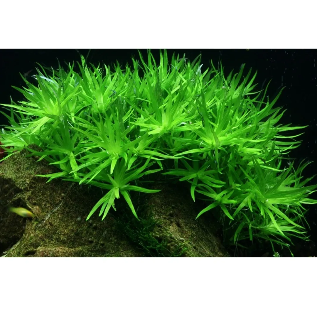 Tropica Akvarieplanter Tropica Heteranthera zosterifolia 1-2-GROW x 3