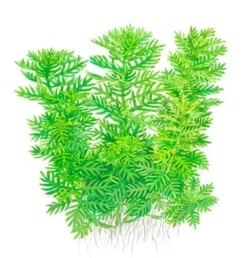 Tropica Akvarieplanter Tropica Hottonia Palustris 1-2-Grow