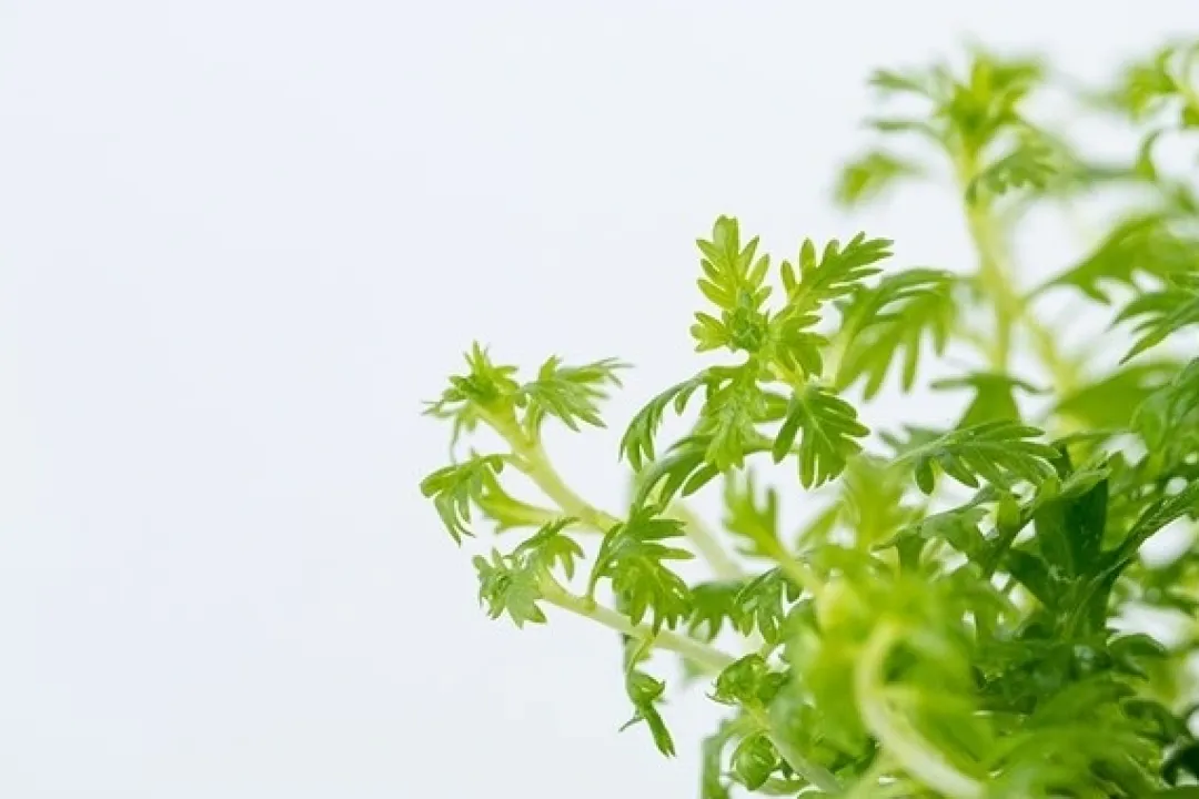 Tropica Akvarieplanter Tropica Hottonia Palustris 1-2-Grow