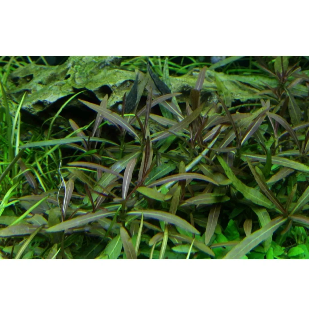 Tropica Akvarieplanter Tropica Hygrophila 'Araguaia' 1-2-GROW x 3