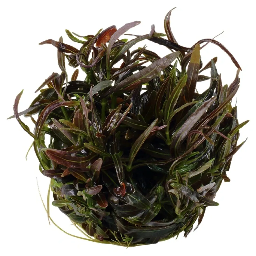 Tropica Akvarieplanter Tropica Hygrophila 'Araguaia' 1-2-GROW x 3