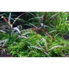 Tropica Akvarieplanter Tropica Hygrophila Pinnatifida 1-2-GROW