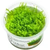 Tropica Akvarieplanter Tropica Leptodictyum riparium 1-2-Grow