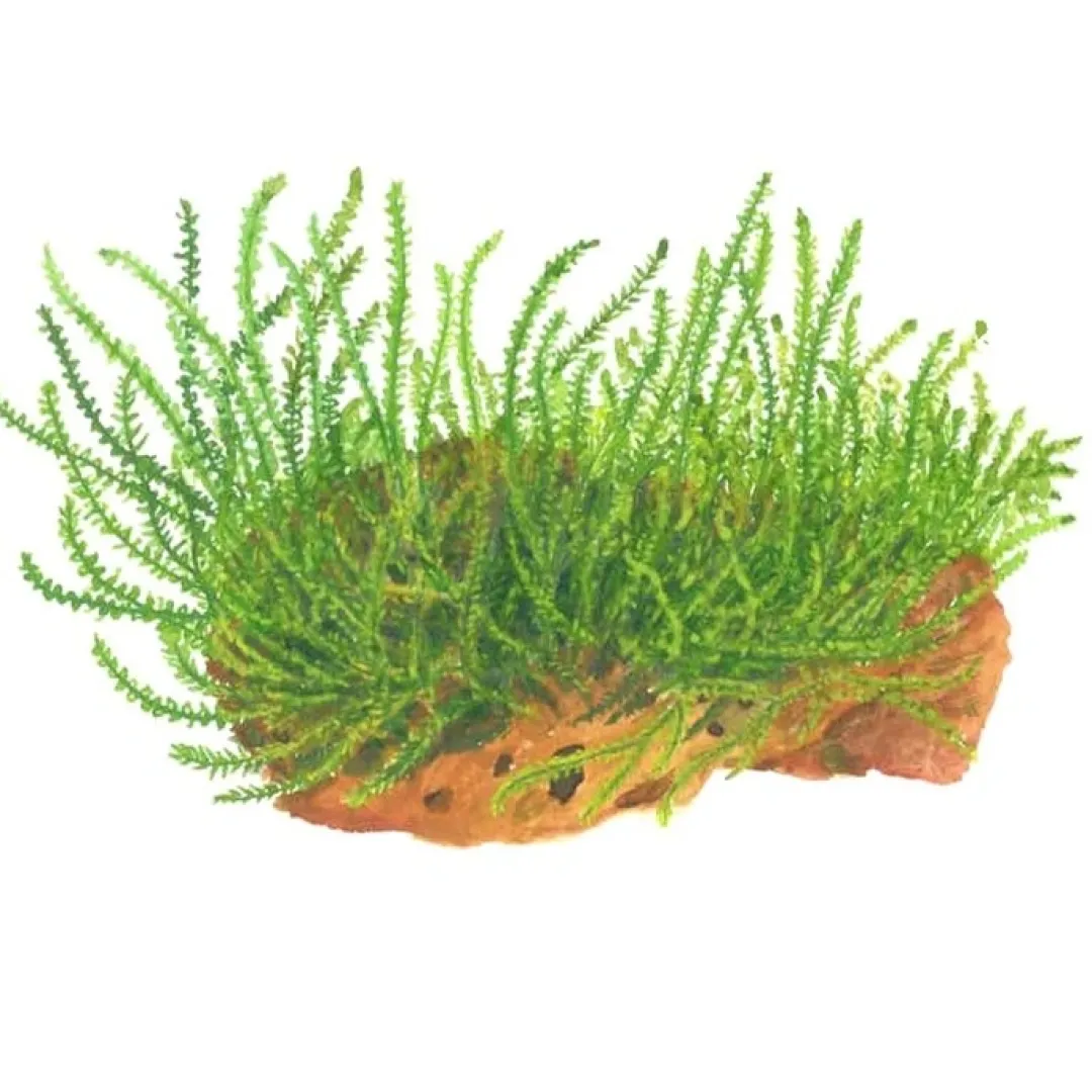 Tropica Akvarieplanter Tropica Leptodictyum riparium 1-2-Grow