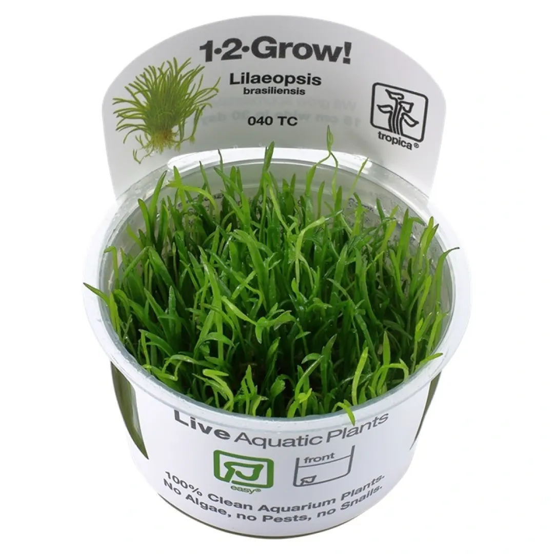 Tropica Akvarieplanter Tropica Lilaeopsis brasiliensis 1-2-GROW