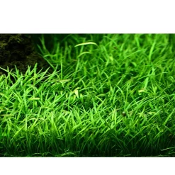 Tropica Akvarieplanter Tropica Lilaeopsis brasiliensis 1-2-GROW