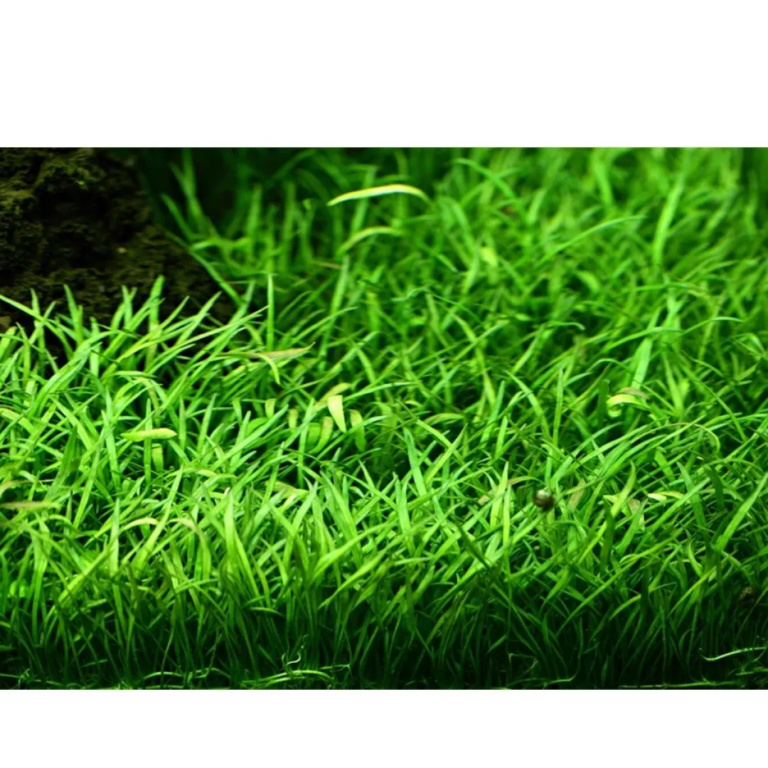 Tropica Akvarieplanter Tropica Lilaeopsis brasiliensis 1-2-GROW