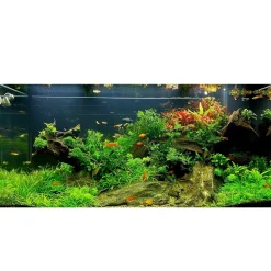 Tropica Akvarieplanter Tropica Lilaeopsis brasiliensis 1-2-GROW