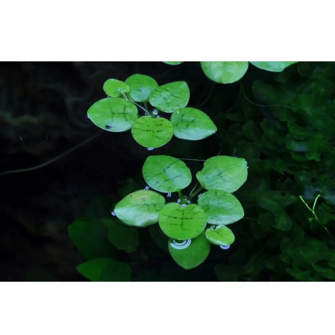 Tropica Akvarieplanter Tropica Limnobium laevigatum 1-2-GROW