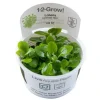 Tropica Akvarieplanter Tropica Lobelia cardinalis Mini 1-2-Grow