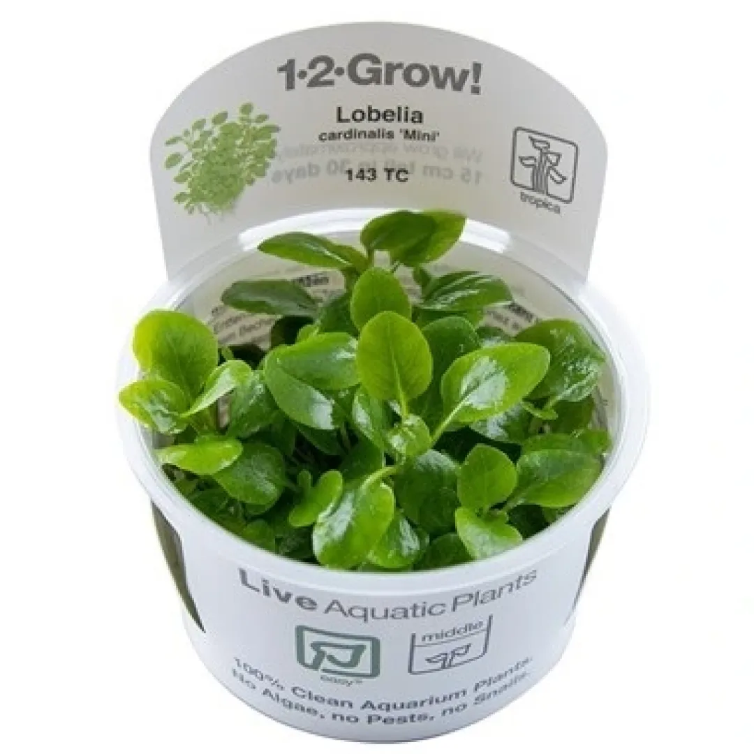 Tropica Akvarieplanter Tropica Lobelia cardinalis Mini 1-2-Grow