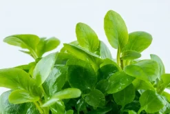 Tropica Akvarieplanter Tropica Lobelia cardinalis Mini 1-2-Grow