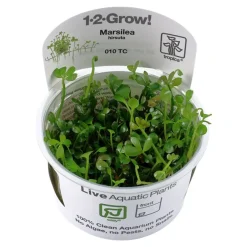Tropica Akvarieplanter Tropica Marsilea hirsuta 1-2-GROW x 3