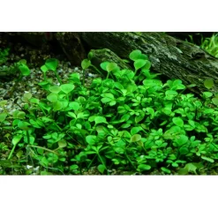 Tropica Akvarieplanter Tropica Marsilea hirsuta 1-2-GROW x 3