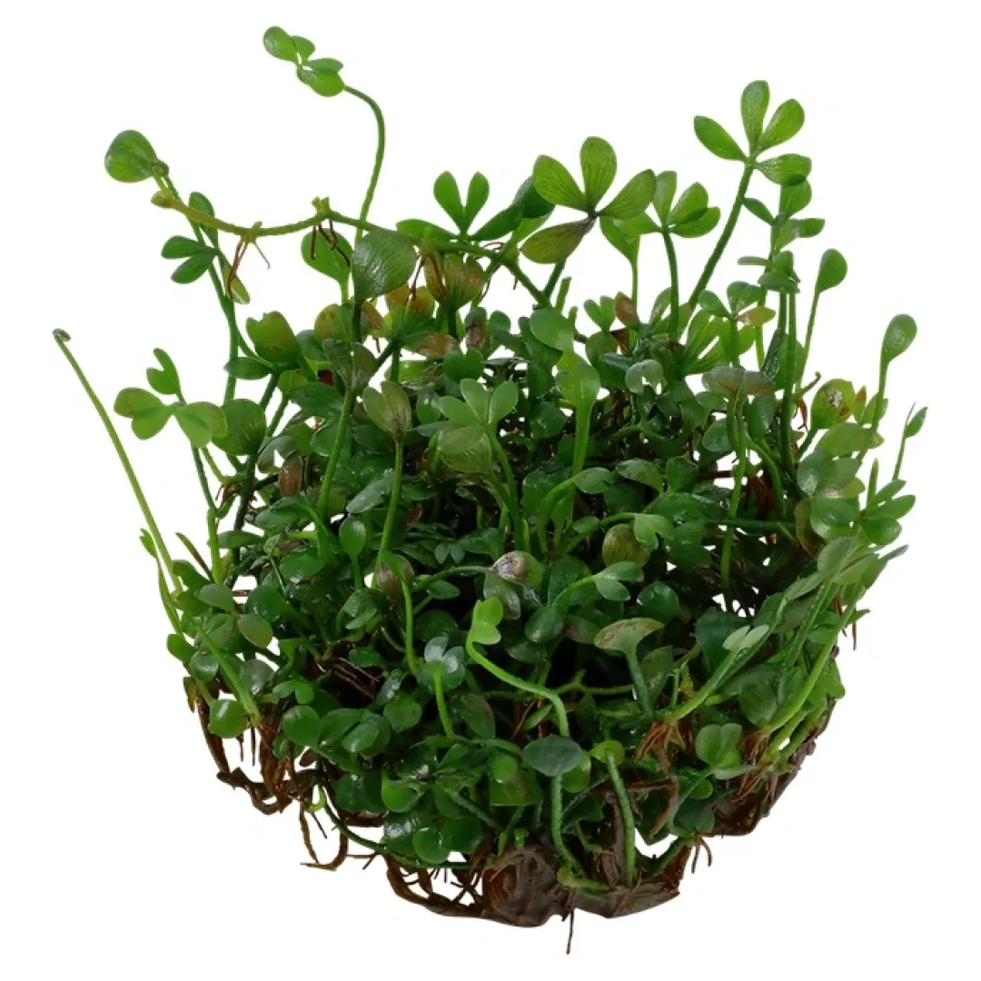 Tropica Akvarieplanter Tropica Marsilea minuta 1-2-GROW x 3