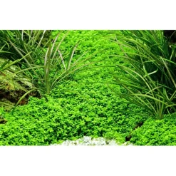 Tropica Akvarieplanter Tropica Micranthemum callitrichoides Cuba 1-2-GROW