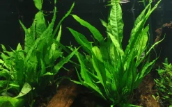 Tropica Akvarieplanter Tropica Microsorum Pteropus XS på trærod
