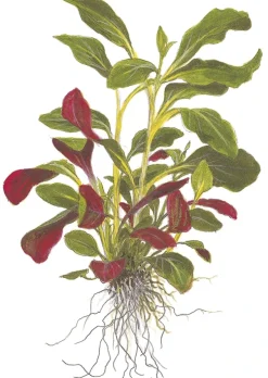 Tropica Akvarieplanter Tropica Minipot Lobelia cardinalis