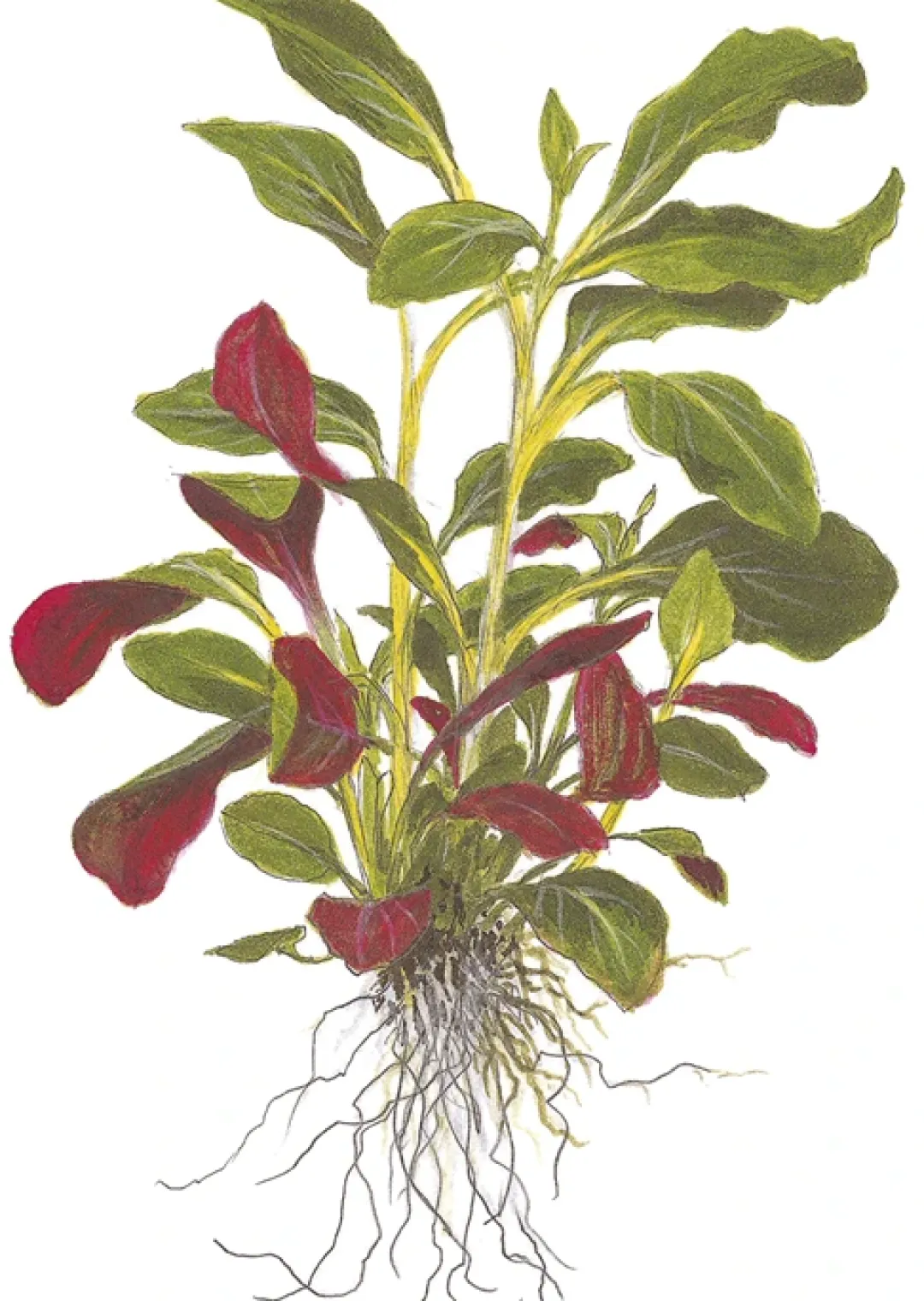 Tropica Akvarieplanter Tropica Minipot Lobelia cardinalis