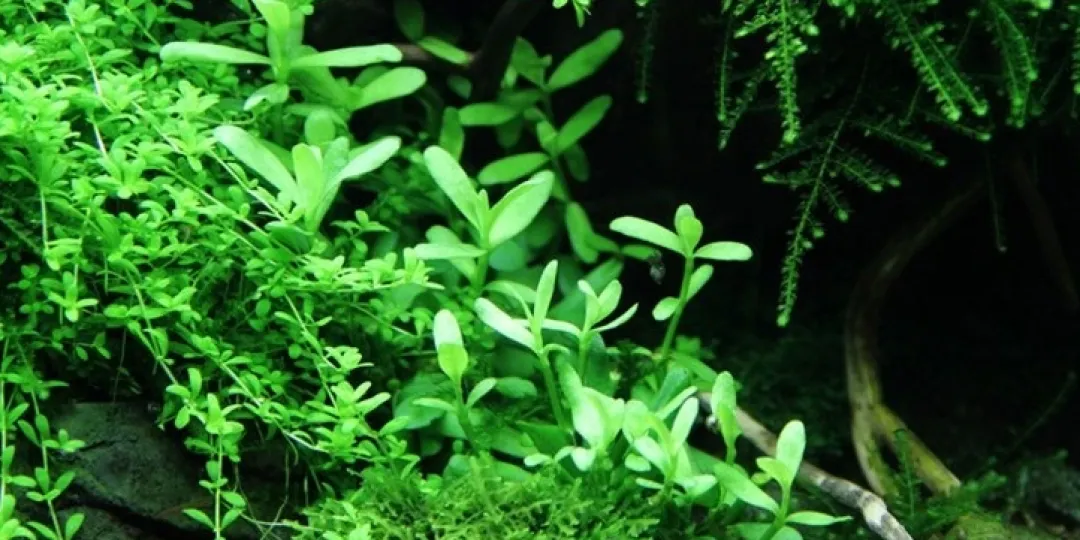 Tropica Akvarieplanter Tropica PCS Pot Bacopa Compact x 3