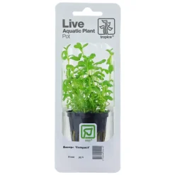 Tropica Akvarieplanter Tropica PCS Pot Bacopa monnieri Compact x 3