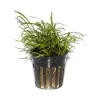 Tropica Akvarieplanter Tropica PCS Pot Lilaeopsis brasiliensis x 3