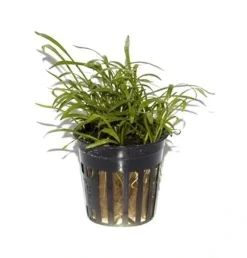 Tropica Akvarieplanter Tropica PCS Pot Lilaeopsis brasiliensis x 3