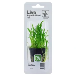 Tropica Akvarieplanter Tropica PCS Pot Lilaeopsis brasiliensis x 3