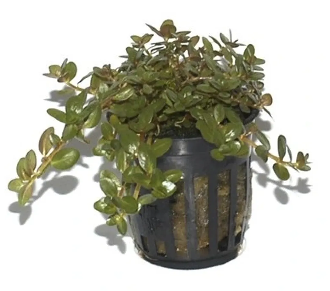 Tropica Akvarieplanter Tropica PCS Pot Rotala rotundifolia x 3